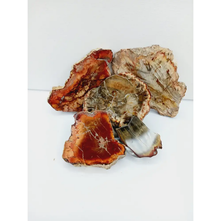 🌳✨ Petrified Wood Charging Plate – Grounding Ancient Wisdom and Energetic Renewal 🪵 - Specimens