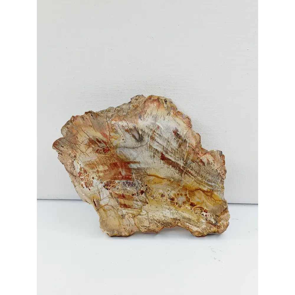 Petrified wood charging plate, polished with natural wood grain and earthy brown tones, displayed on a white background.