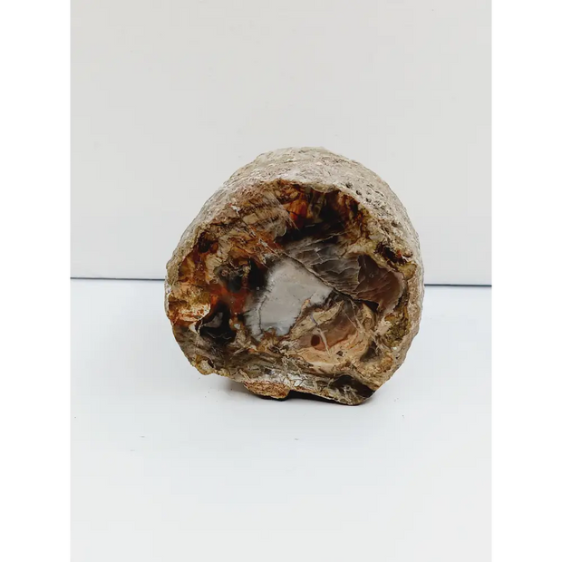 Petrified wood charging plate, polished with natural wood grain and earthy brown tones, displayed on a white background.