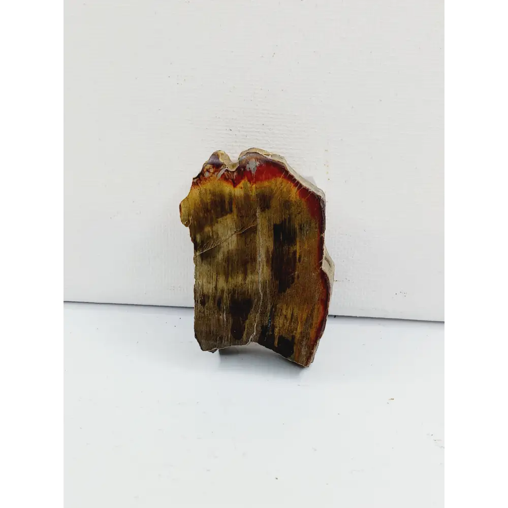 Petrified wood charging plate, polished with natural wood grain and earthy brown tones, displayed on a white background.
