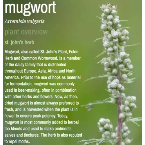 🌿✨ Pre-Packaged Herbs By The Ounce (1 oz) – Ritual Healing and Botanical Magic! 🍃 Page 1 - Mugwort - Herbs & Accessories