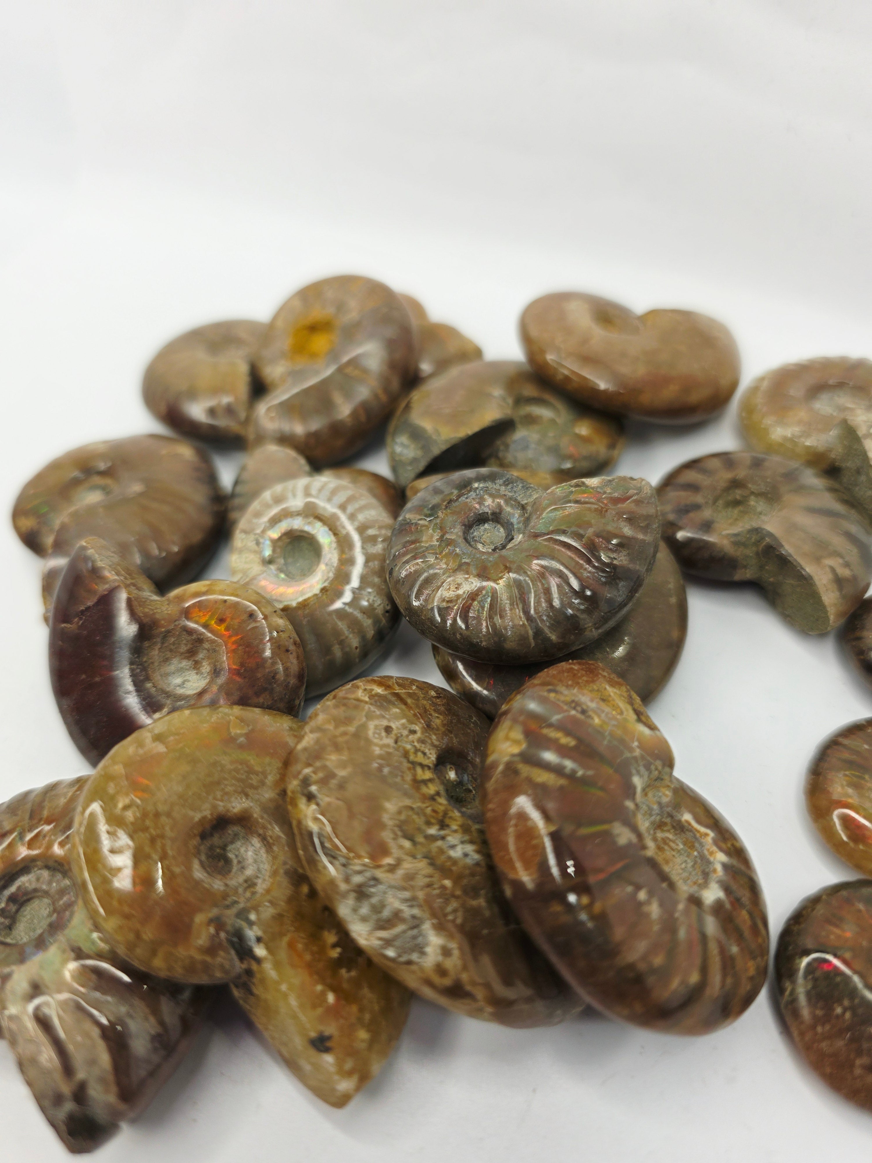 Ammonite Specimen (1 Inch to 1.5 Inch) – Intuitive Pick with Gorgeous Flash