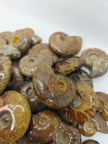 Ammonite Specimen (1 Inch to 1.5 Inch) – Intuitive Pick with Gorgeous Flash