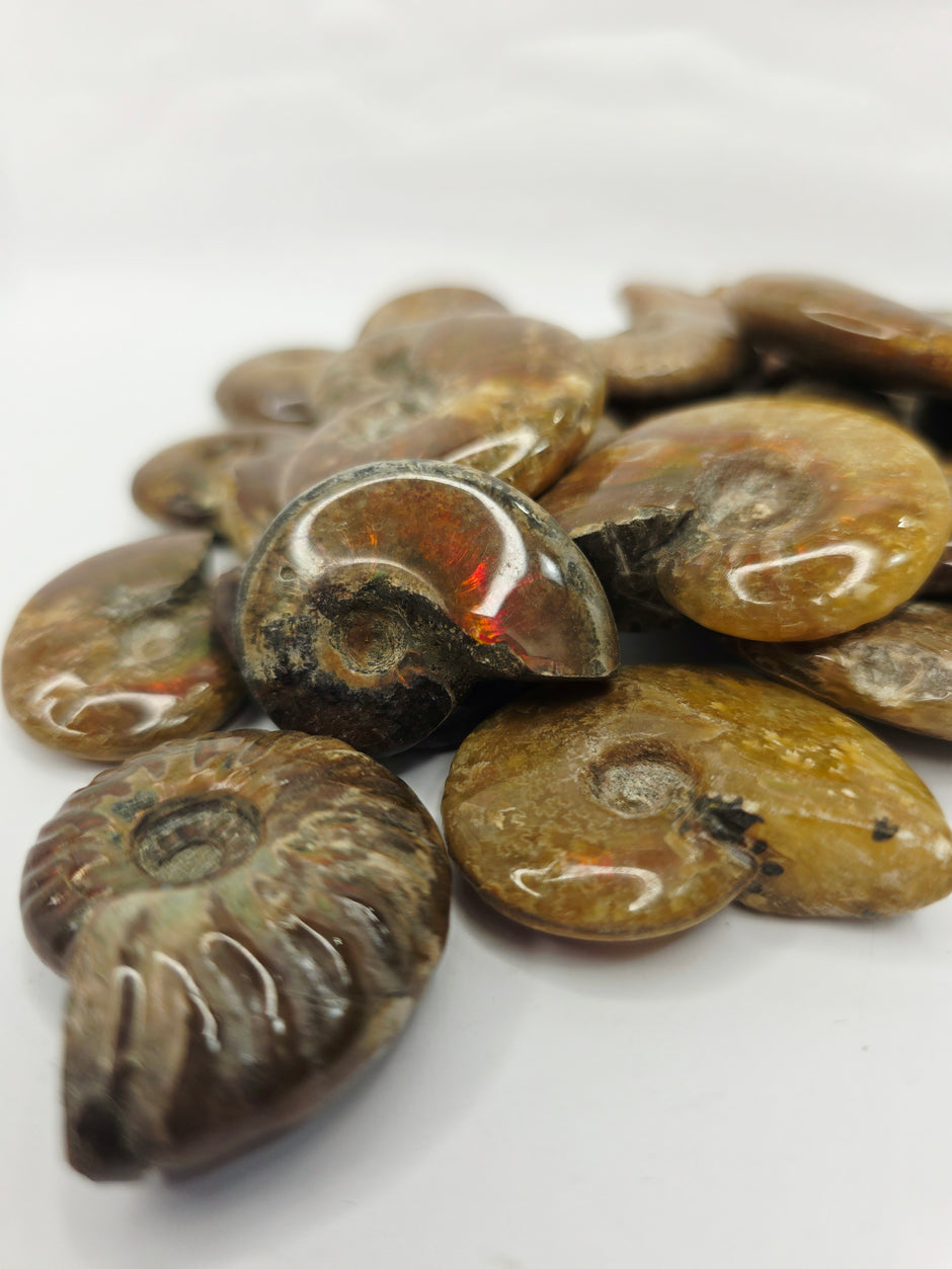 Ammonite Specimen (1 Inch to 1.5 Inch) – Intuitive Pick with Gorgeous Flash