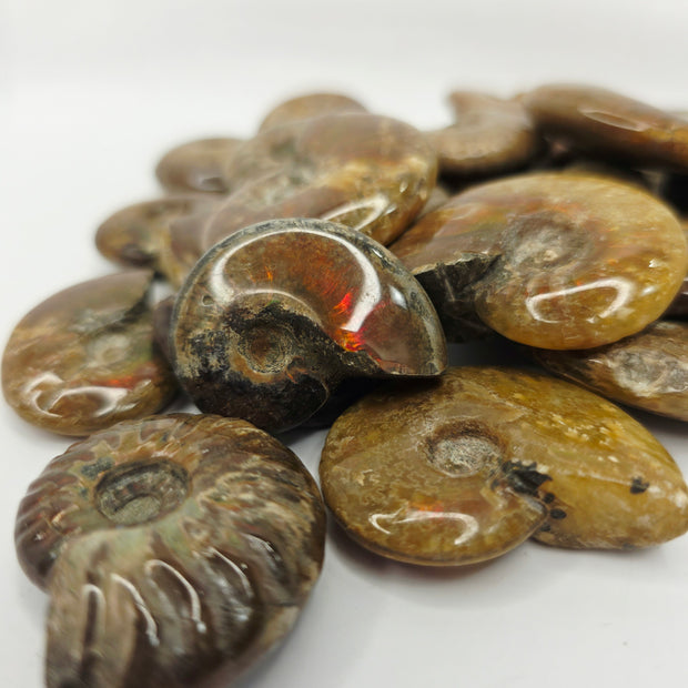 Ammonite Specimen (1 Inch to 1.5 Inch) – Intuitive Pick with Gorgeous Flash
