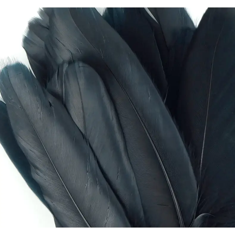Ethically sourced black goose feather, approximately 8 inches long, with smooth, glossy texture, displayed on a white background. Perfect for smudging, purification, and sacred rituals.
