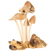 🍄✨ Wooden 5 Mushrooms Home Decor Carving – Enchanting Woodland Energy and Whimsical Style! 🌿 - Statues
