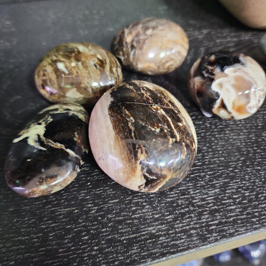 Black Opal Palm(s)