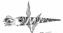 Orthoceras Fossil (Approx. 6.5